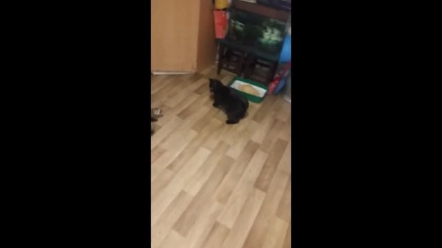 Кувырок кот/хорек смотреть онлайн