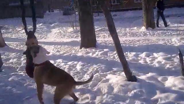 Хуч и Хан смотреть онлайн