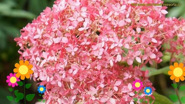 Гортензия древовидная Мэджикал Пинкербелл. Краткий обзор hydrangea arborescens Magical Pinkerbell