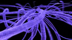 Все что мы знаем о грибах