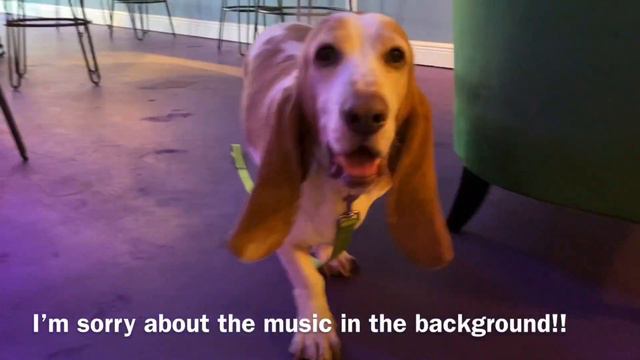 Taking my Basset Hound to Work pt 2 смотреть онлайн