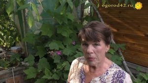 Знакомьтесь: декоративная малина