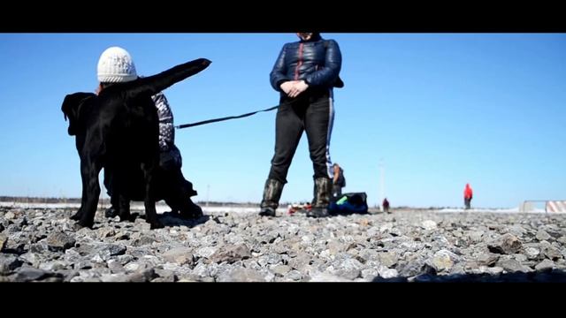 Тренировка собак-спасателей смотреть онлайн