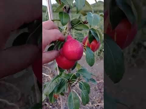 груша Вильям красный