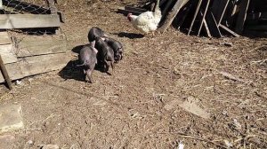 Поросята на первой прогулке. Мейшан.Meishan