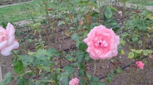 Долина роз. Кисловодский национальный парк.