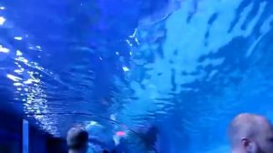 Аквариум в торговом центре в Дубае видео  Видео платного тоннеля  Aquarium in the mall in Dubai vid