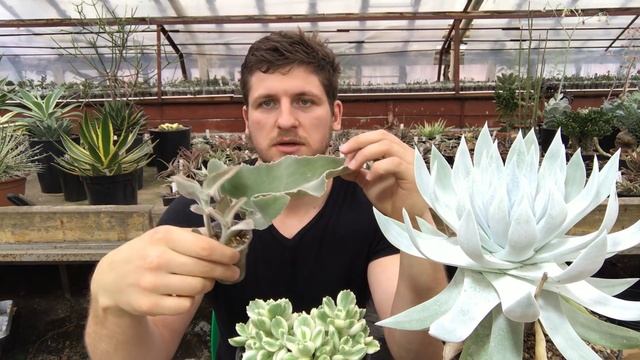 Размножение суккулентов листьями смотреть онлайн