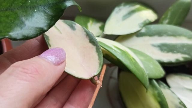 Неужели это цветонос ?? хойи смотреть онлайн