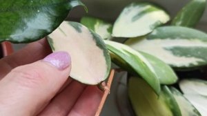 Неужели это цветонос ?? хойи