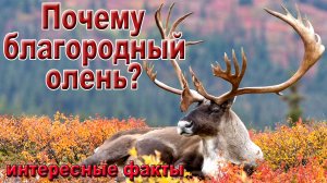 Почему благородный олень? Интересные факты.
