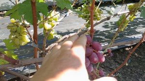 Виноград Днепровский алмаз (Калугин В. М.) Виноградник Король В. Н. 19.08.24г.г.Краснодар