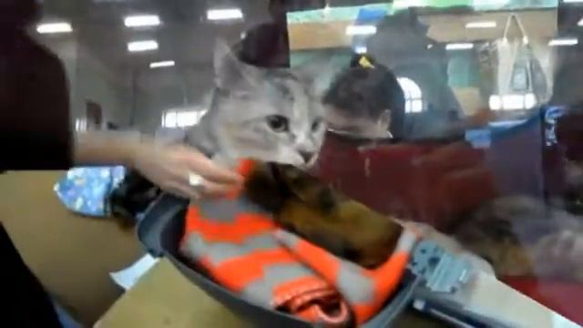 Центральный стадион Мурманск Выставка кошек 1-04-12.flv смотреть онлайн