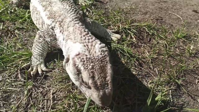 Капский варан на охоте !!! 18+ смотреть онлайн