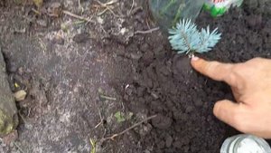 ?Простой способ размножения ели #ель #размножение #сад