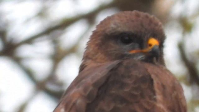 Канюк (он же сарыч) в лесу Заречного 29/04/2021. смотреть онлайн