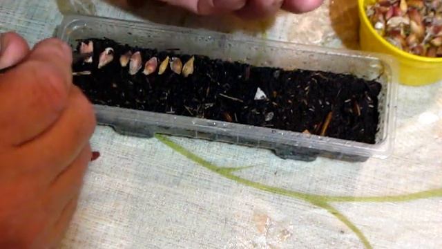 ОЗИМЫЙ ЧЕСНОК проверяем всхожесть семян зимой