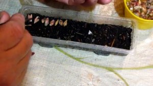 ОЗИМЫЙ ЧЕСНОК проверяем всхожесть семян зимой