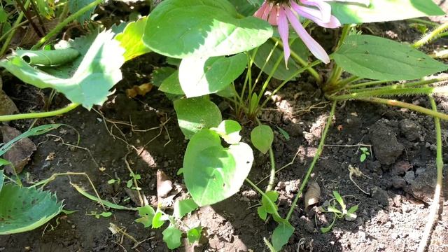 Эхинацея пурпурная, роскошный и полезный куст у меня в саду) смотреть онлайн