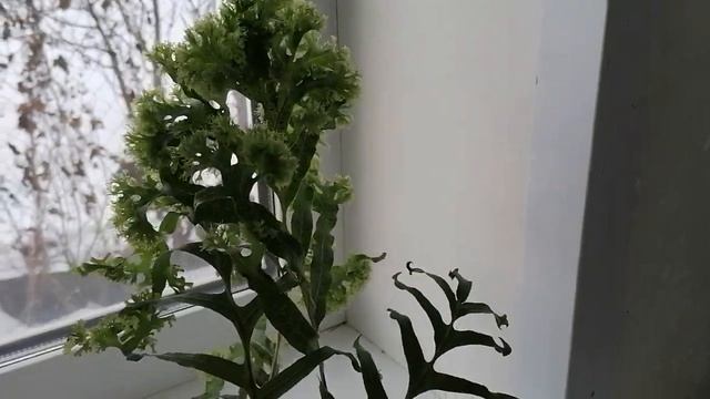 Аглаоморфа смотреть онлайн