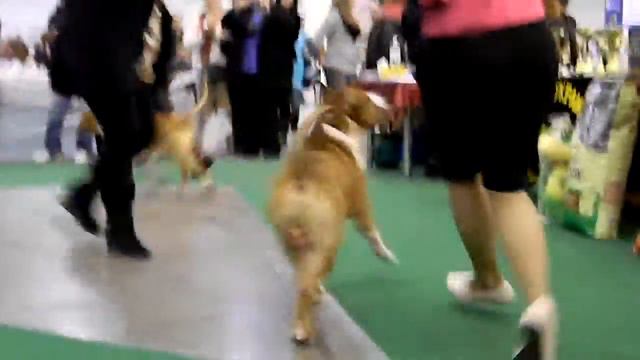 National Championship Bakaroro End Itubori Ring Master - class winner_2 смотреть онлайн