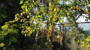 Прививка груши на боярышник и рябину. Состояние старых прививок и развитие растений на 19.07.2023