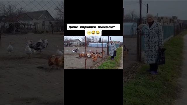 Даже гуси и утки любят Путина.