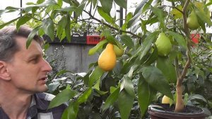 Citrus limon “Salicifolia” Лимон Иволистный