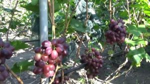 Виноград Ренессанс