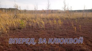 Собираю клюкву, делаю морс
