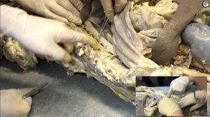 Анатомия Собаки