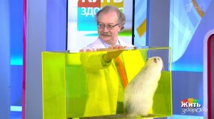 Мышиная лихорадка. Жить здорово! Фрагмент выпуска от 16.03.2020