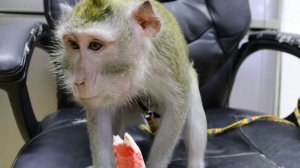 КАК ОБЕЗЬЯНА КУШАЕТ КРАБОВ:) crab-eating macaque Javanese macaque tries crabs