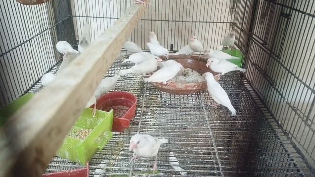 Future of java Finch in 2023-24 || Java Sparrow Future || Apna Birds Setup смотреть онлайн