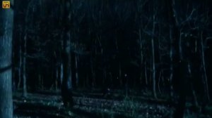 ВОДИИ ГУРГОН ДОМ ҚИСМИ 290