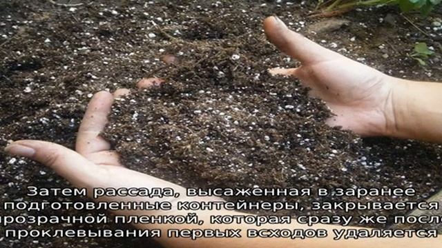 Томат Большая мамочка