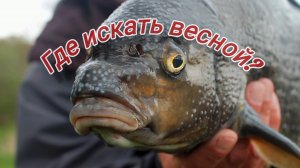 Как ловить леща весной? Где искать леща весной? Весенний лещ! Весенний лещ ! Весенний лещ на удочку!