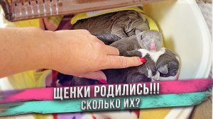 Родились щенки!!! Всё ли хорошо? Сколько щенков?