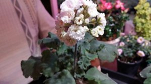 Обзор пеларгоний ТА Изабелла, ИВ Галина Уланова, Ю Грушенька.