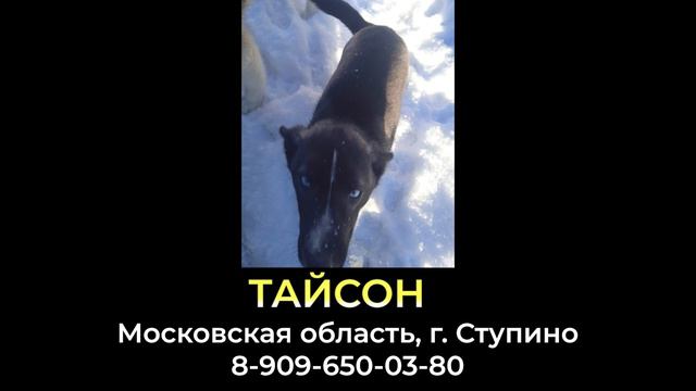 Пропала собака ! ТАЙСОН , Московская область , г. Ступино смотреть онлайн