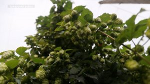 Чувашия приступила к сбору хмеля