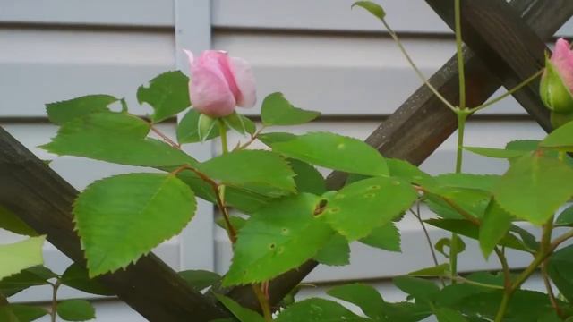 13 Дачные картинки. Розовая плетистая роза. смотреть онлайн