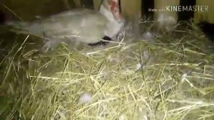 Мои индоутки. Синие, изумруд,серо- жемчужные...Настырная утка.