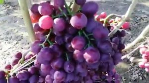 Виноград в ТУЛЕ. Сорт МУСКАТ НОВОШАХТИНСКИЙ?