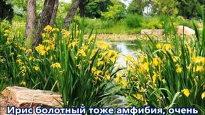 Растения для озеленения пруда