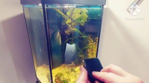 AQUAEL Magnet Cleaner. Магнитный скребок для аквариума. Реальный опыт использования. Мат!