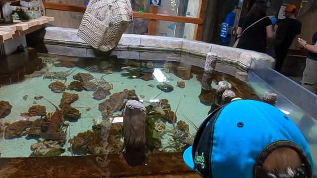 SEA QUEST-ЭКСКУРСИЯ/ИНТЕРАКТИВНЫЙ ОКЕАНАРИУМ?Развлечения Для Сына?Семейный Влог в США смотреть онлайн