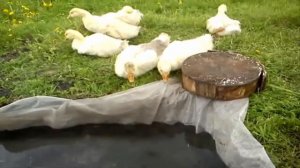 Водоем для гусей своими руками