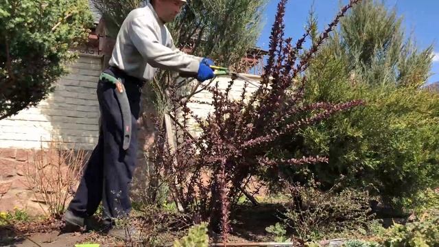 Стрижка хвойных. Пример преображения клумбы. смотреть онлайн