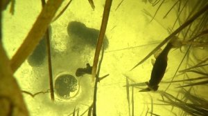 Уникальные кадры Как клюет рыба Вид из под воды